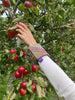 Cuff - Autumn Hedgerow