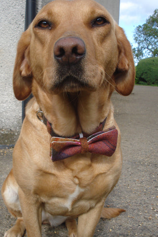 Doggy Bows- Fruit Salad