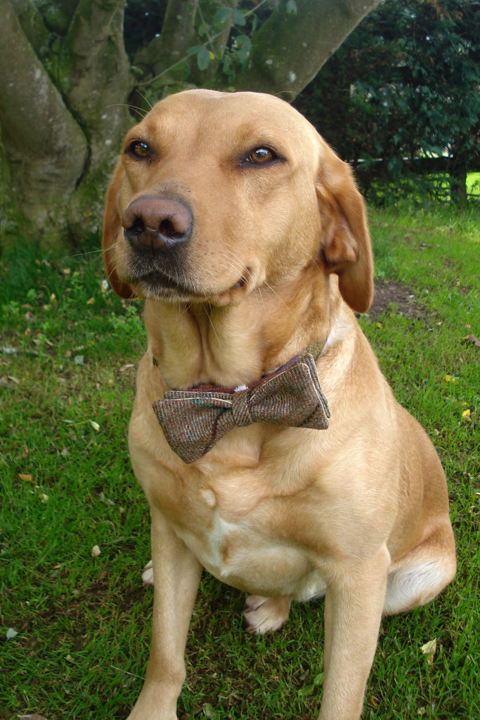 Doggy Bows- coffee and bottle green check